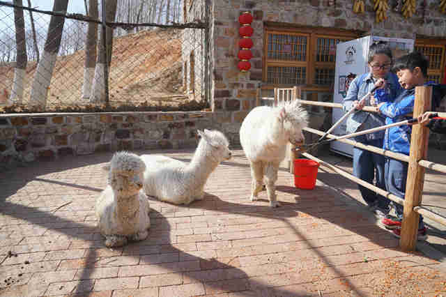 春暖花开，万物可爱，葫芦岛葫芦古镇带你感触春天的到来！