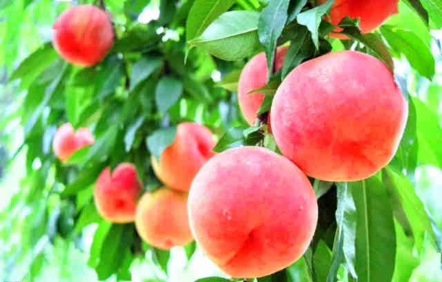 春天最健全的礼物，葫芦岛葫芦古镇春雪红桃成熟啦！